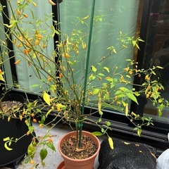 ペッパーツリー（アジ・チャルアロ）の画像