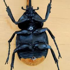 ヘラクレスオオカブト　昆虫　フィギュア　デアゴスティーニ　リアル 　　DeAGOSTINI　カブトムシ　虫　大きい　ヘラクレス　観察　鑑賞の画像