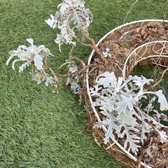 シロタエの画像