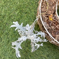 シロタエの画像