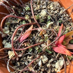 多肉鉢付き2の画像