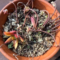 多肉鉢付き2の画像