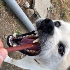 シュナ×柴犬/オス/12歳 - 仙台市