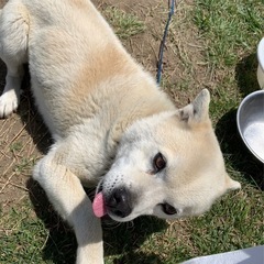 シュナ×柴犬/オス/12歳 - 犬