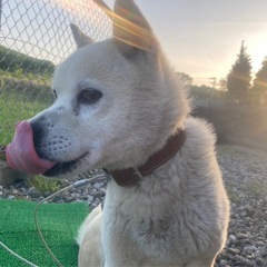 シュナ×柴犬/オス/12歳