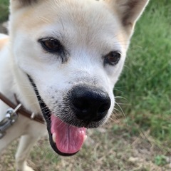 シュナ×柴犬/オス/12歳 − 宮城県