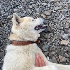 シュナ×柴犬/オス/12歳 - 里親募集