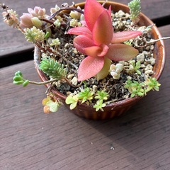 多肉鉢付き1の画像