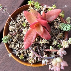 多肉鉢付き1の画像