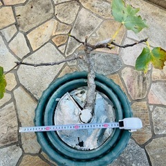 イチジクの苗木①と②の画像