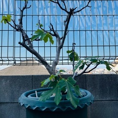 イチジクの苗木①と②の画像