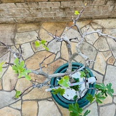 イチジクの苗木①と②の画像