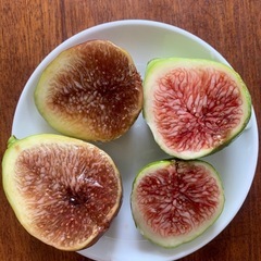 イチジクの苗木①と②の画像