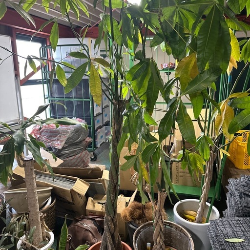 植木まとめ