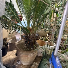 植木まとめの画像