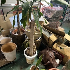 植木まとめの画像