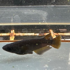 メダカ GOD 1ペア＋メスの画像