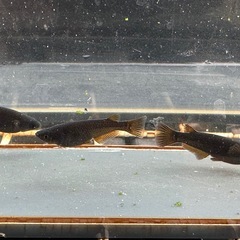 メダカ GOD 1ペア＋メスの画像