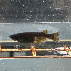 メダカ GOD 1ペア＋メスの画像