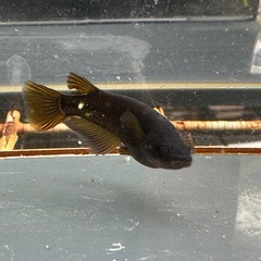 メダカ GOD 1ペア＋メスの画像