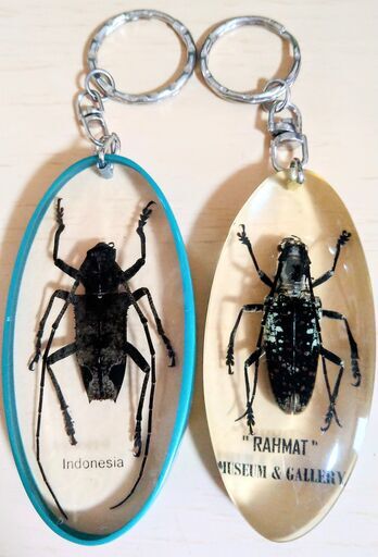 カミキリムシ昆虫標本キーホルダー2点観察鑑賞本物実物 (ニフラー