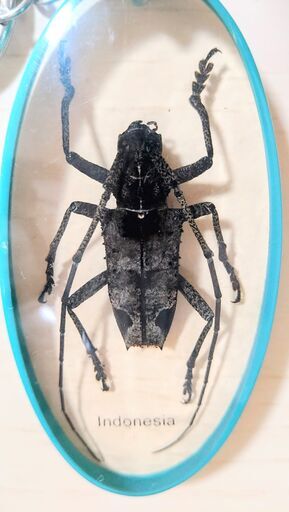 カミキリムシ昆虫標本キーホルダー2点観察鑑賞本物実物 (ニフラー