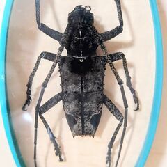 カミキリムシ　昆虫　標本　キーホルダー　2点　観察　鑑賞　本物　実物の画像
