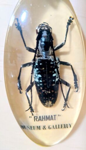 昆虫標本 　カミキリムシ カミキリムシ昆虫標本キーホルダー2点観察鑑賞本物実物 (ニフラー