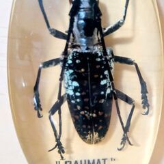カミキリムシ　昆虫　標本　キーホルダー　2点　観察　鑑賞　本物　実物の画像
