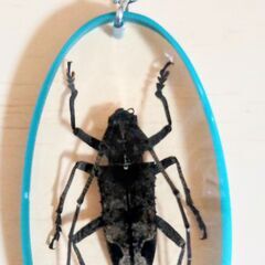 カミキリムシ　昆虫　標本　キーホルダー　2点　観察　鑑賞　本物　実物の画像