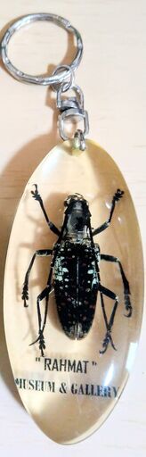 カミキリムシ昆虫標本キーホルダー2点観察鑑賞本物実物 (ニフラー