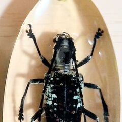 カミキリムシ　昆虫　標本　キーホルダー　2点　観察　鑑賞　本物　実物の画像