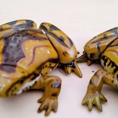 カエル　カタツムリ　ヤドクガエル　ベルツノガエル　海洋堂　可愛い　フィギュア　蛙　かえる　5個セット　かわいいの画像