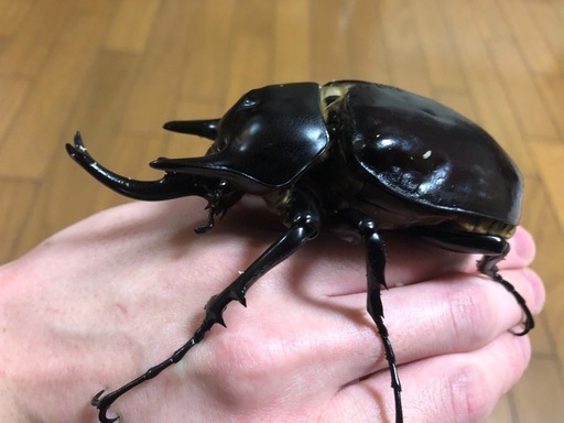 オス単品　レックスゾウカブト110mmUP