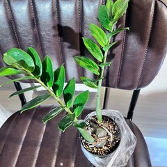 ZZプランツ 芋上げの画像