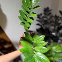 ZZプランツ 芋上げの画像