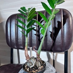 ZZプランツ 芋上げの画像