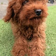 5ヶ月トイプードル　里親募集