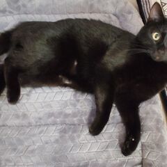 女の子　生後1年半くらい　避妊手術、血液検査、ワクチン済み - 八戸市