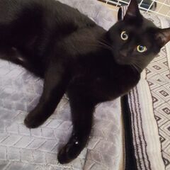 女の子　生後1年半くらい　避妊手術、血液検査、ワクチン済み