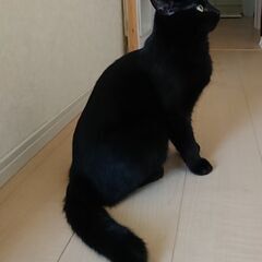 女の子　生後1年半くらい　避妊手術、血液検査、ワクチン済み - 猫