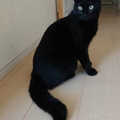 女の子　生後1年半くらい　避妊手術、血液検査、ワクチン済み − 青森県