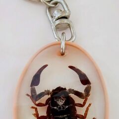 サソリ　標本　標本　キーホルダー　さそり　本物　蠍　神秘的　美しい　幸運　スコーピオン　SCORPION　カッコイイ！の画像
