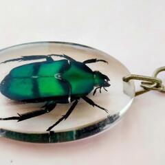 昆虫　標本　キーホルダー　美しい　カナブン　昆虫　標本　キーホルダー　カナブン　本物　美しい　観察　鑑賞　神秘的　金運アップ　ネックレス　アクセサリー　ストラップ　の画像