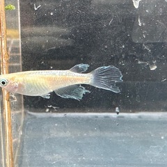 メダカ 森の妖精🧚‍♀️💫 1ペア＋メスの画像