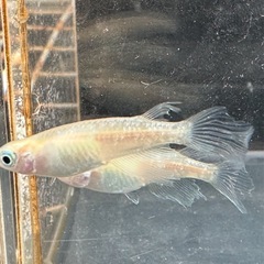 メダカ 森の妖精🧚‍♀️💫 1ペア＋メスの画像