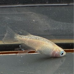 メダカ 森の妖精🧚‍♀️💫 1ペア＋メスの画像