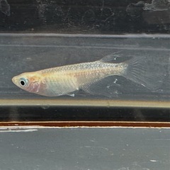 メダカ 森の妖精🧚‍♀️💫 1ペア＋メスの画像