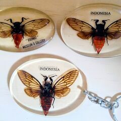 セミ　蝉　昆虫　標本　キーホルダー　本物　鑑賞　観察　せみ　美しい　虫　自然　ストラップ　3点の画像