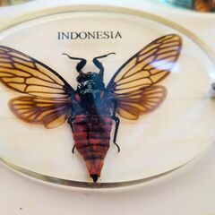 セミ　蝉　昆虫　標本　キーホルダー　本物　鑑賞　観察　せみ　美しい　虫　自然　ストラップ　3点の画像